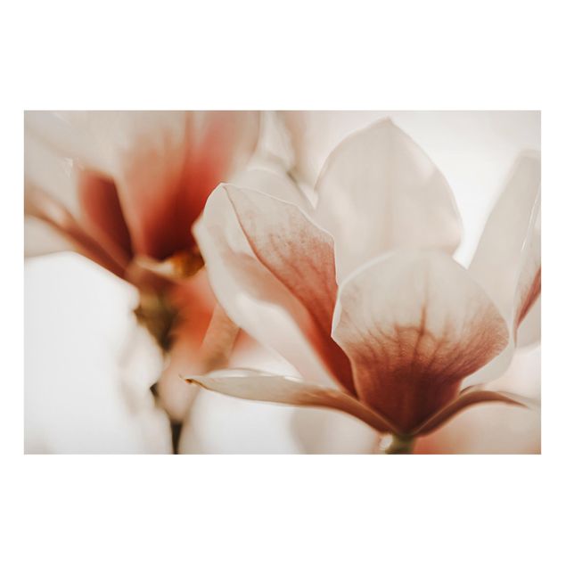 Magnettafel - Zarte Magnolienblüten im Lichtspiel - Hochformat 3:2