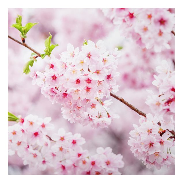 Alu-Dibond - Japanische Kirschblüten - Quadrat
