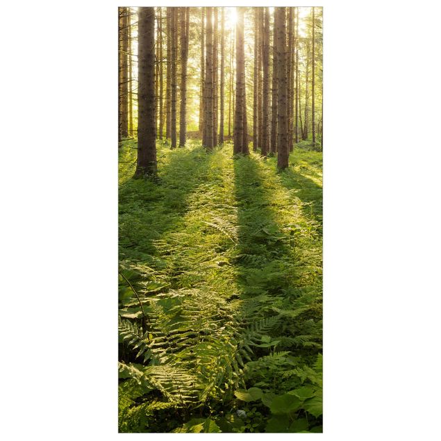 Raumteiler - Sonnenstrahlen in grünem Wald 250x120cm
