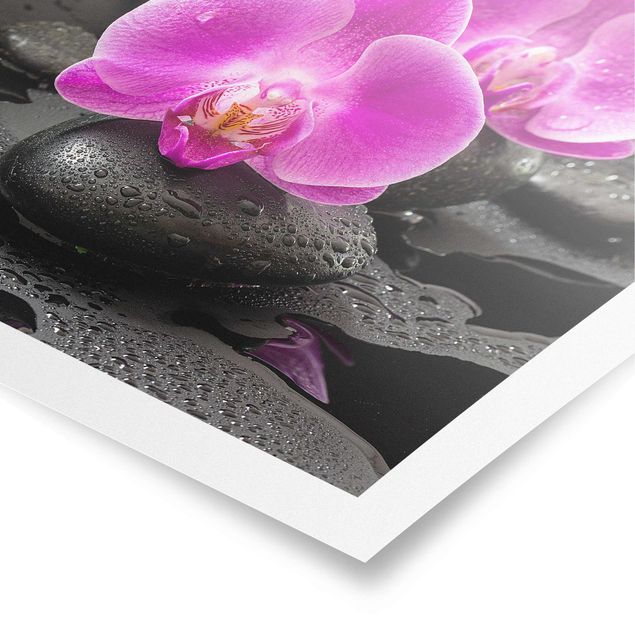 Poster kaufen Pinke Orchideenblüten auf Steinen mit Tropfen