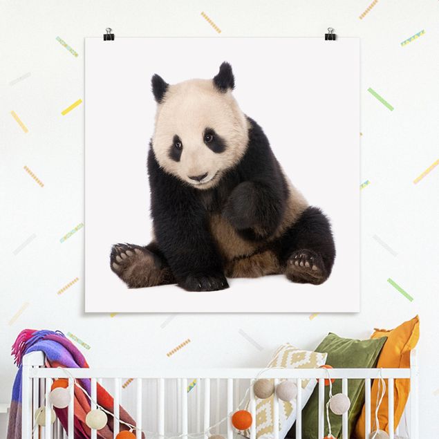 Panda Tatzen Poster als Quadrat kaufen