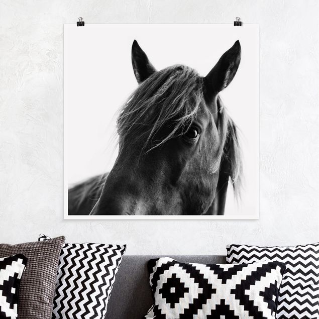 Poster - Neugieriges Pferd - Quadrat 1:1
