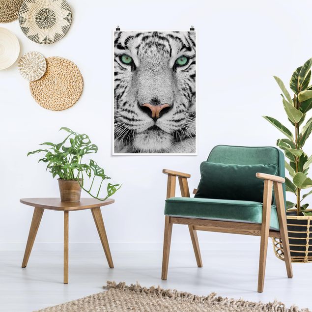Poster - Weißer Tiger - Hochformat 3:2