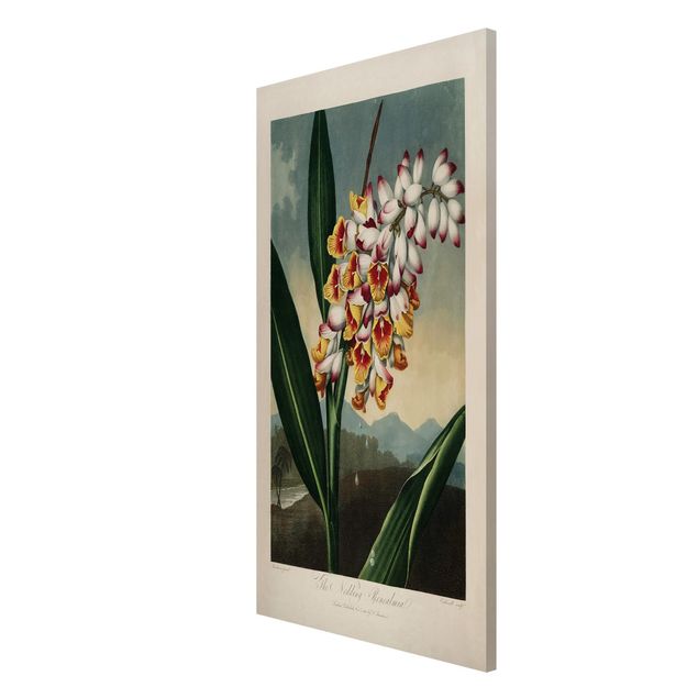 Magnettafel Design Botanik Vintage Illustration Ingwer mit Blüte