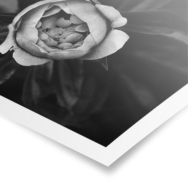 Poster - Pfingstrosenblüte vor Blättern Schwarz Weiß - Querformat 2:3