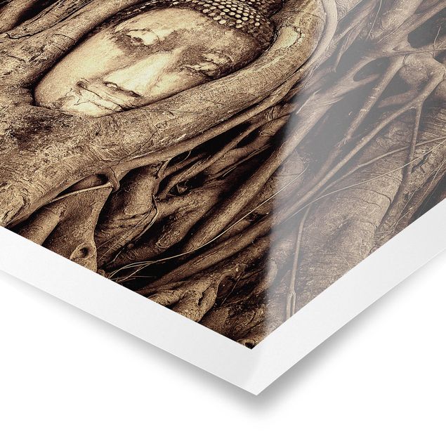 Poster - Buddha in Ayutthaya von Baumwurzeln gesäumt in Braun - Querformat 2:3
