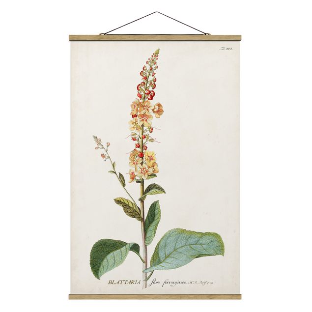Stoffbild mit Posterleisten - Vintage Botanik Illustration Königskerze - Hochformat 2:3