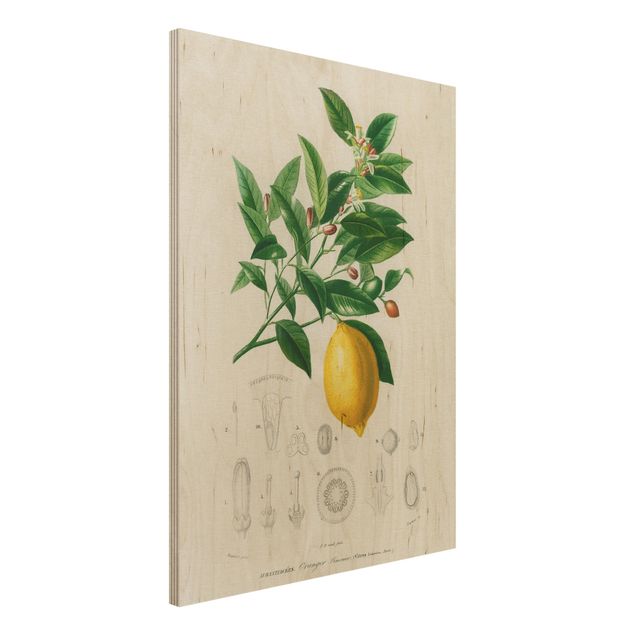 Holzbilder Blumen Botanik Vintage Illustration Zitrone
