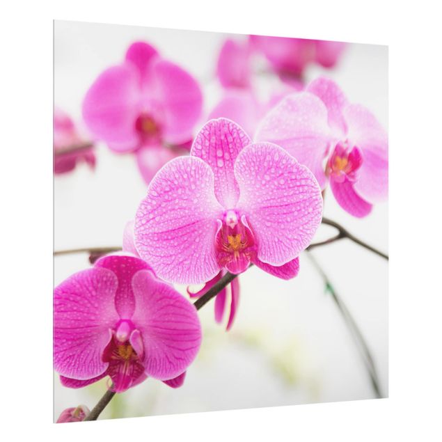Küchenspritzschutz Nahaufnahme Orchidee