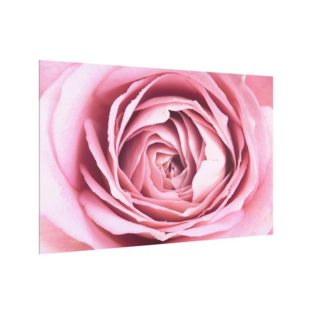 Spritzschutz Glas - Rosa Rosenblüte - Querformat - 3:2
