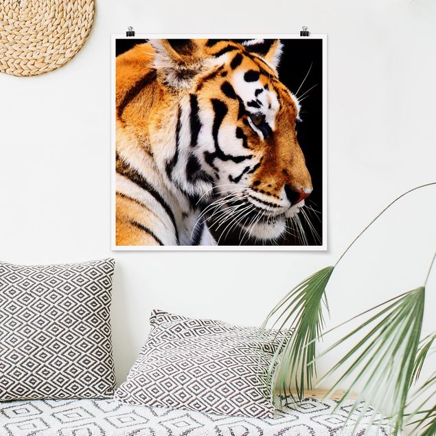 Poster Tiere Tiger Schönheit