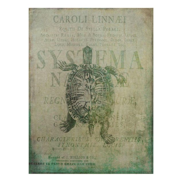 Holzbild mit Spruch Vintage Collage - Antike Schildkröte