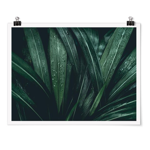 Bilder Grüne Palmenblätter