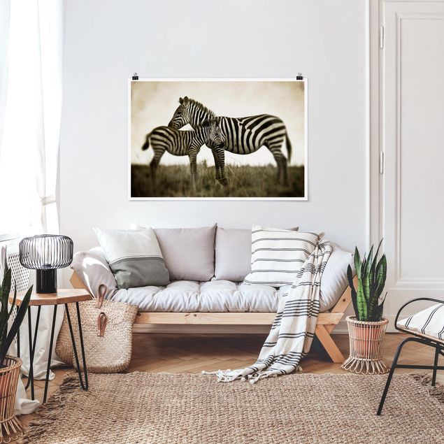 Poster schwarz-weiß Zebrapaar