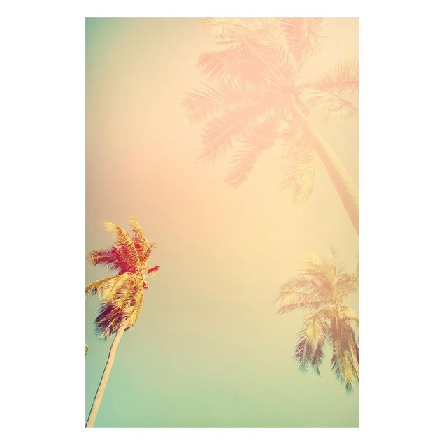 Bilder Tropische Pflanzen Palmen bei Sonnenuntergang III