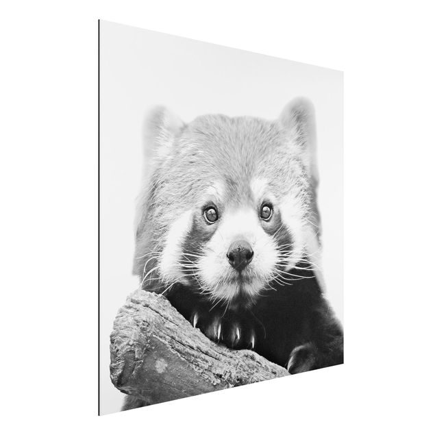 Alu-Dibond - Roter Panda in Schwarz-weiß - Quadrat