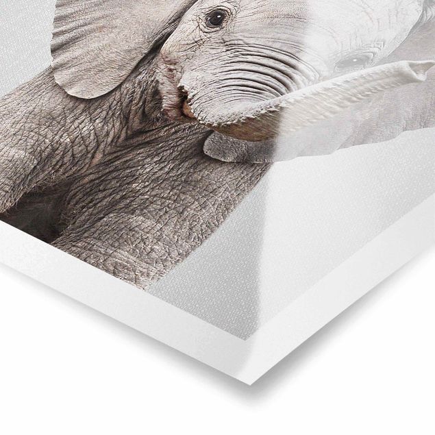 Poster kaufen Baby Elefant Elsa