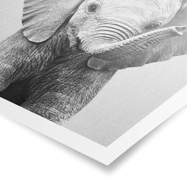 Wandbilder Baby Elefant Elsa Schwarz Weiß
