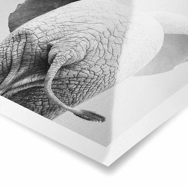 Poster bestellen Baby Elefant von hinten Schwarz Weiß
