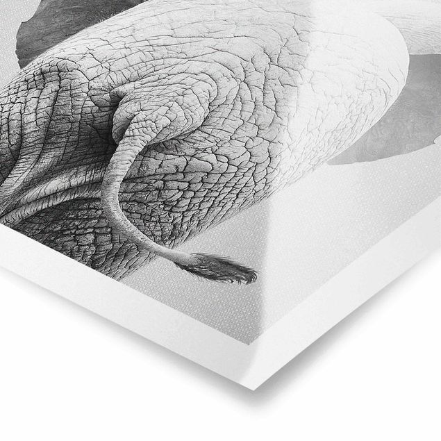 Poster kaufen Baby Elefant von hinten Schwarz Weiß