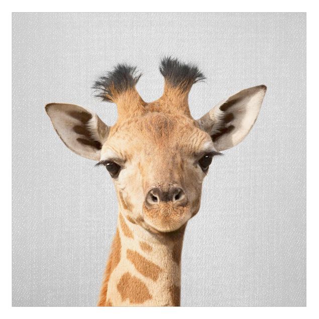 Fensterfolie - Sichtschutz - Baby Giraffe Gandalf - Fensterbilder