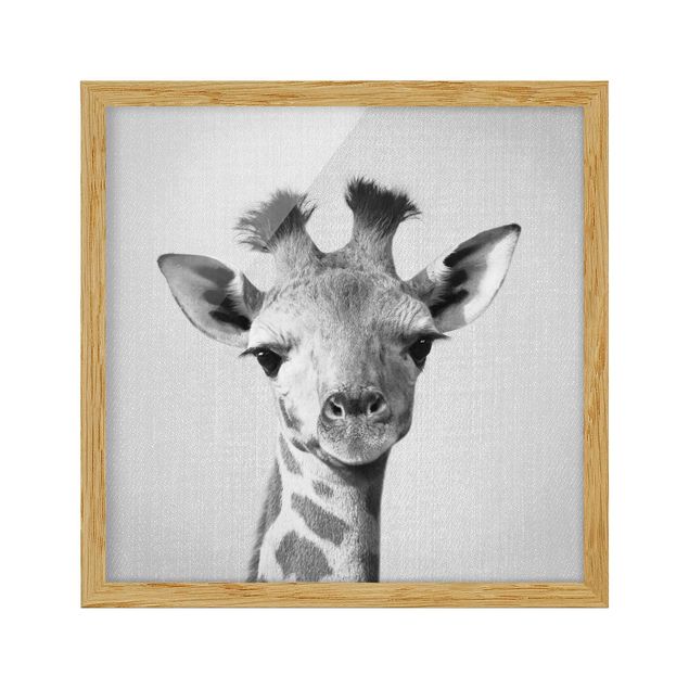 schöne Bilder Baby Giraffe Gandalf Schwarz Weiß