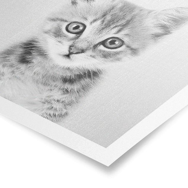 Wandbilder Baby Katze Killi Schwarz Weiß