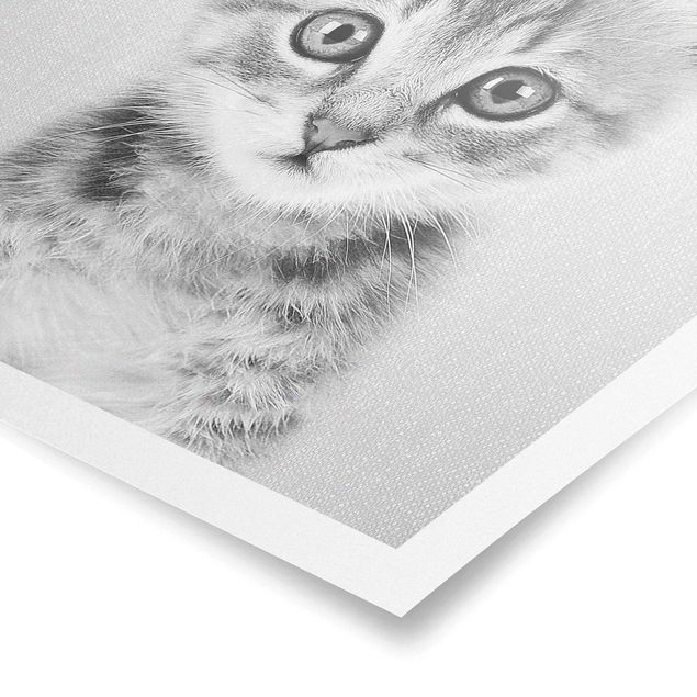 Bilder Baby Katze Killi Schwarz Weiß