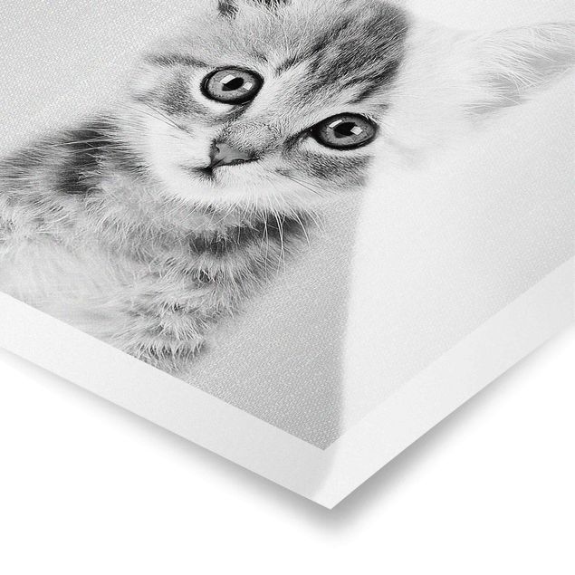 Poster bestellen Baby Katze Killi Schwarz Weiß