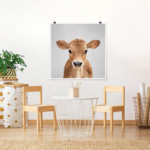 Tiere Poster Baby Kuh Kira