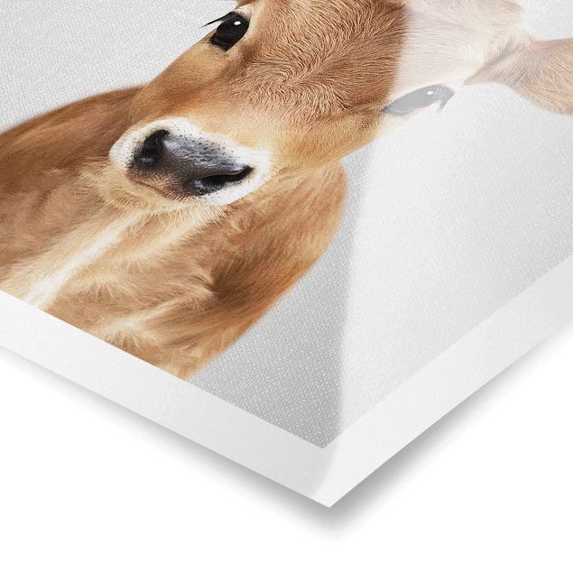 Poster kaufen Baby Kuh Kira
