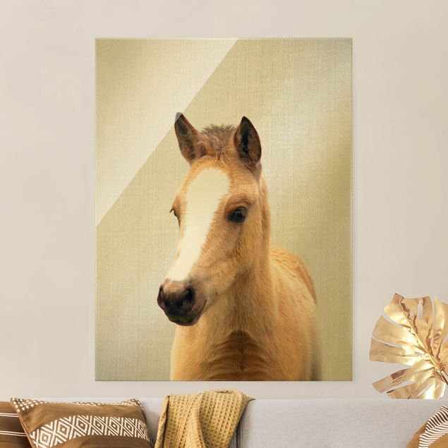 Glasbilder Tiere Baby Pferd Philipp