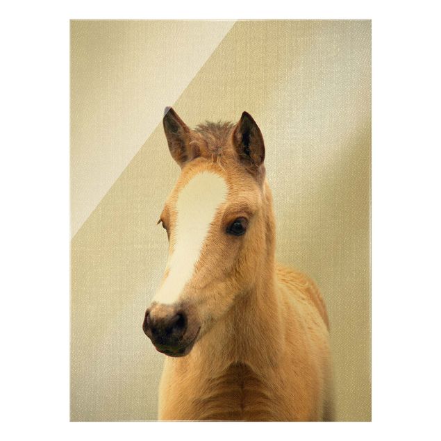 Glasbild - Baby Pferd Philipp - Hochformat