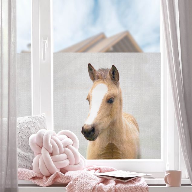 Fensterfolie Baby Pferd Philipp