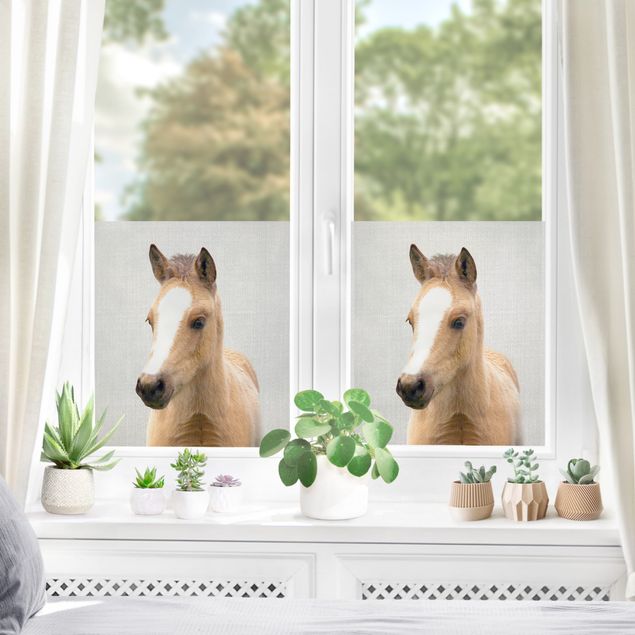 Fensterbilder Baby Pferd Philipp