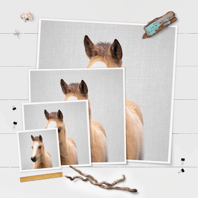 Poster - Baby Pferd Philipp - Quadrat 1:1
