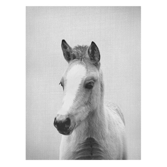 Leinwandbilder kaufen Baby Pferd Philipp Schwarz Weiß