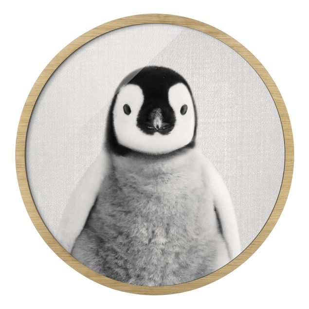 Bilder Baby Pinguin Pepe Schwarz Weiß
