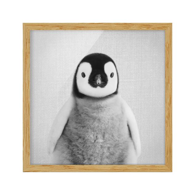 Bilder Baby Pinguin Pepe Schwarz Weiß