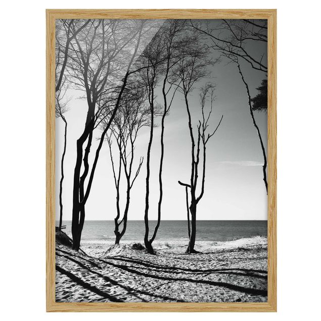 Bilder mit Rahmen Bäume an der Ostsee