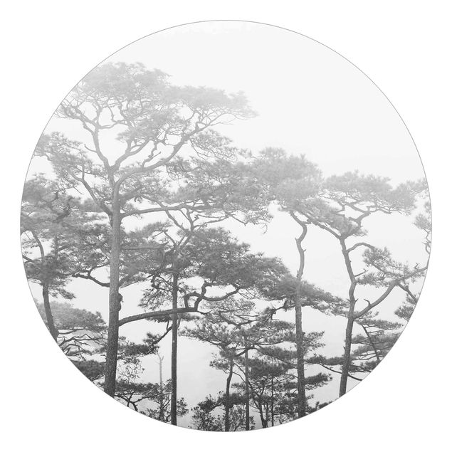 Runde Tapete selbstklebend - Baumkronen im Nebel Schwarz Weiß