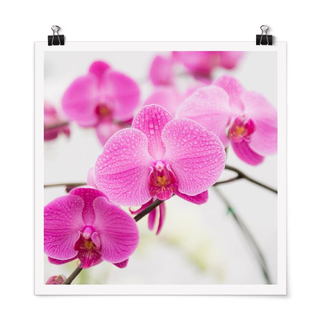 Moderne Poster Nahaufnahme Orchidee