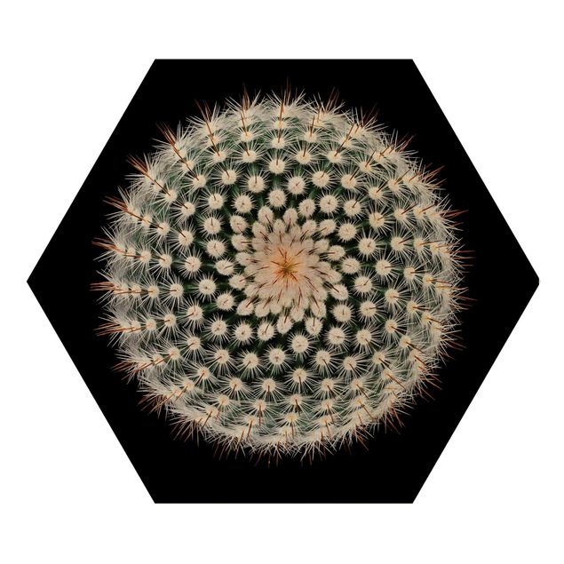 Hexagon Bild Holz - Kaktusblüte