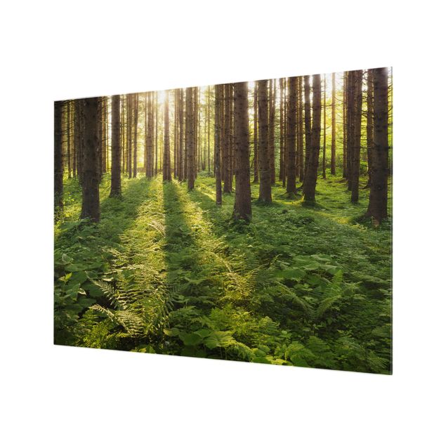 Spritzschutz Sonnenstrahlen in grünem Wald