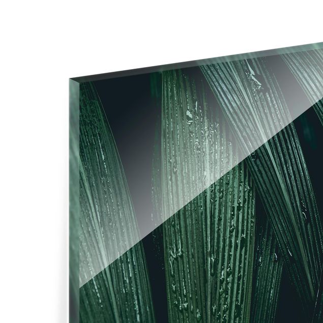 Glas Spritzschutz - Grüne Palmenblätter - Quadrat - 1:1