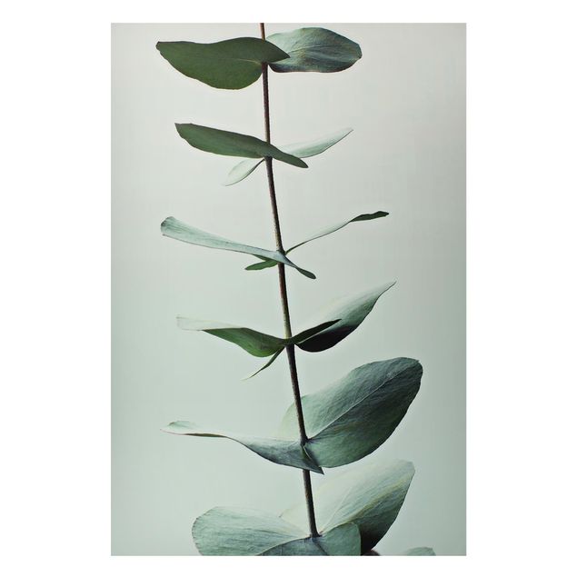 Magnettafel - Symmetrischer Eukalyptuszweig - Hochformat 2:3