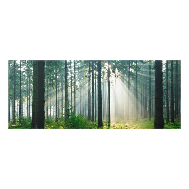 Spritzschutz Glas - Enlightened Forest - Panorama - 5:2