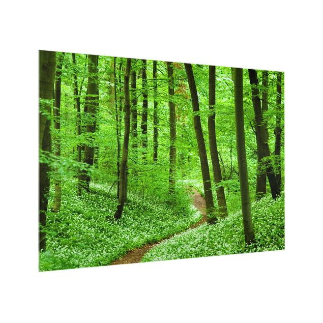 Spritzschutz Natur Romantischer Waldweg