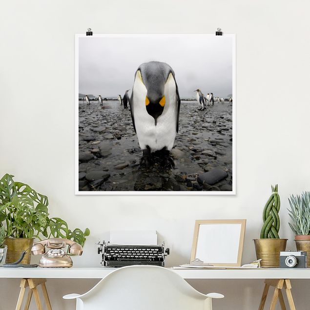 Poster Tiere Pinguin