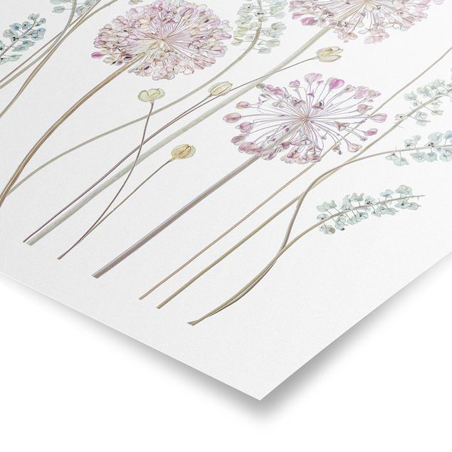 Wandbilder Allium Illustration